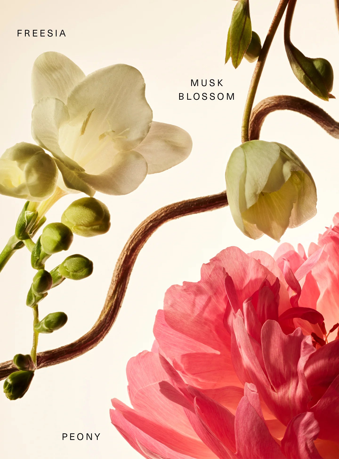Floral Peony Blossom Fragrance Layering Balm